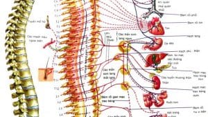 hệ thống dây thần kinh ngoại vi trong bộ môn tác động cột sống